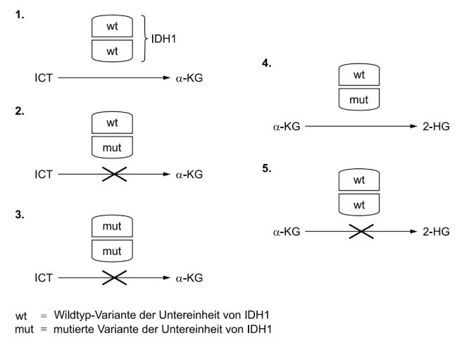 Schematische Darstellung der Umwandlung von ICT zu α-KG und α-KG zu 2-HG bei verschiedenen IDH1-Varianten.